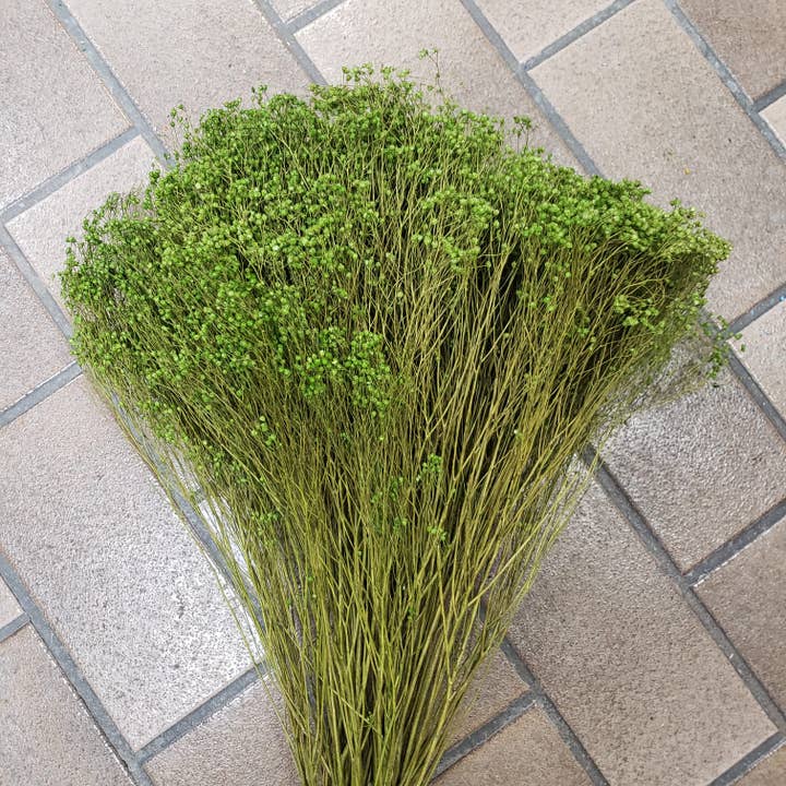 Getrocknete Besenblume - 4oz Basilikumgrün für den Großhandel von BLOOMINGFUL.COM