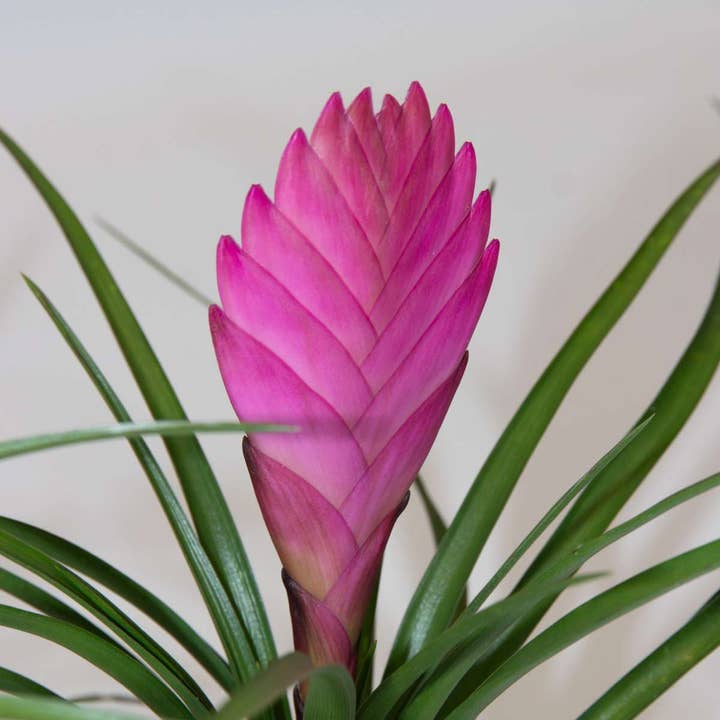 Oasis of Life - Wholesale Live plant - Tillandsia Cyanea 'Pastel' – 3 plants in ceramic pot Ø7cm – Height 20–30cm – Exotic houseplants with pink flowers – Easy-care air-purifying bromeliads for home & office3