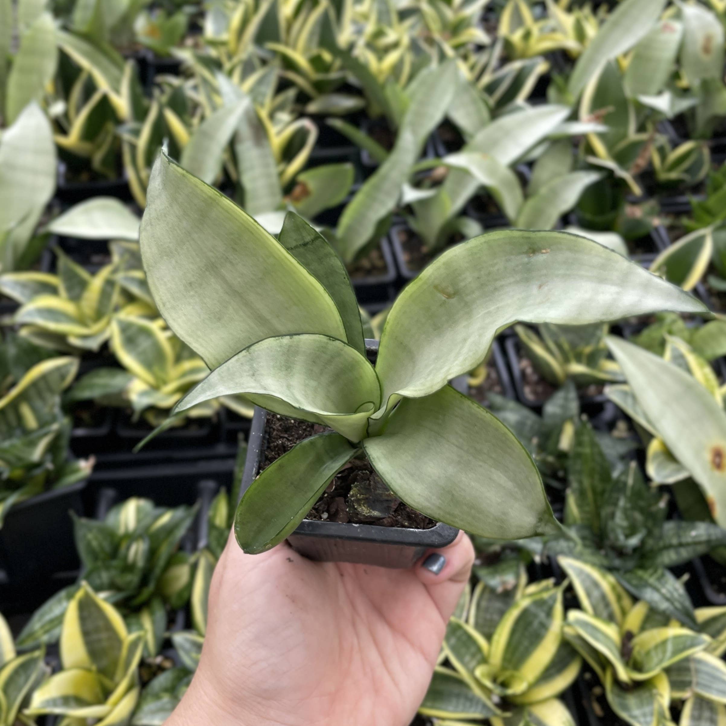 Thorsen's Greenhouse - Wholesale Live Plant - Bird's Nest Snake Plant - Live Plant - Assorted Varieties13