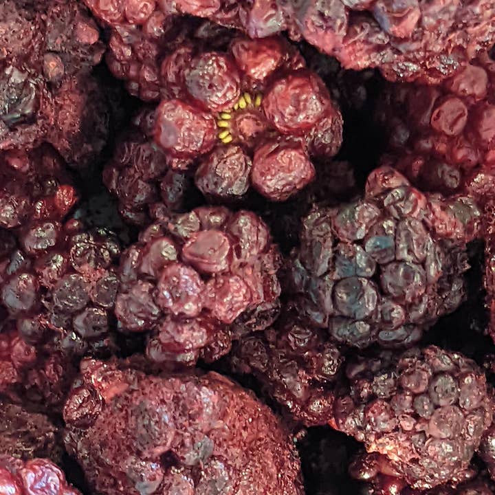 Blackberries for wholesale by RC Freeze LLC