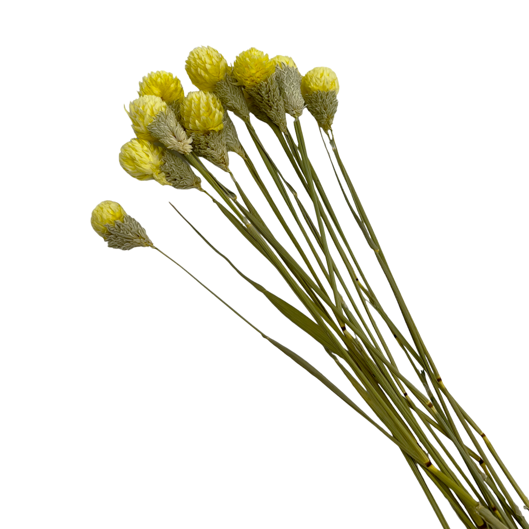 2626 Designs – Engroshandel Tørrede/pressede blomster – Tørret Gomphrena Globosa, 56-61 cm lang, 16 stk/bundt7