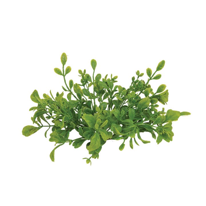 Saybrook Lane - Wholesale Candle Holder - Fresh Sprouted English Boxwood Candle Ring - 1"