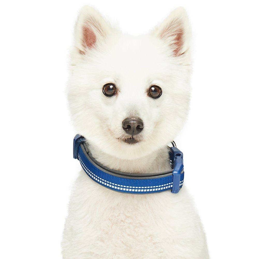 Blueberry Pet - Vente Collier – chien - Collier de sécurité rembourré en néoprène souple réfléchissant 3M19