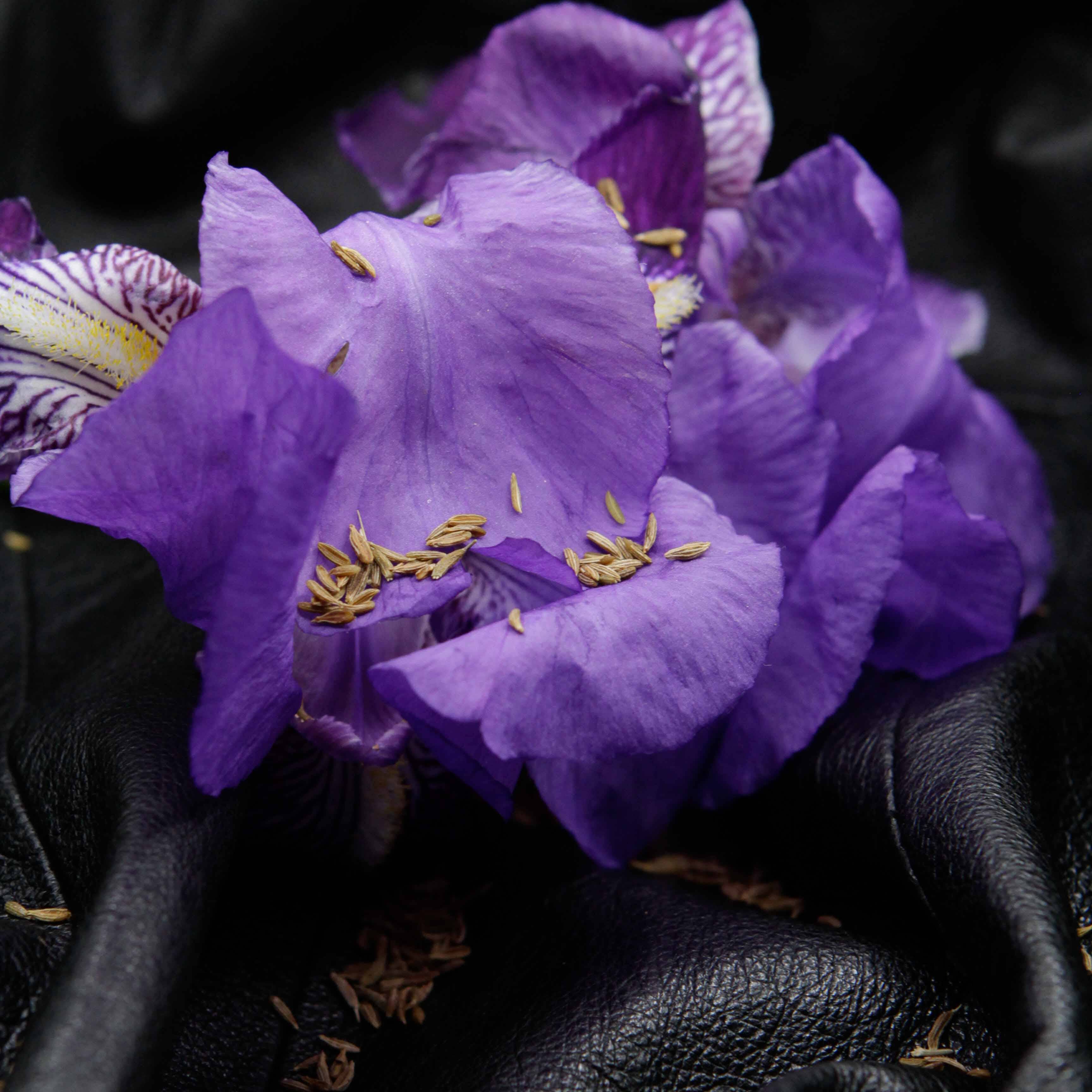 Marylise Mirabelli - Wholesale Perfume/Eau de Toilette - Dianesque – Women's perfume – Spicy Floral – 30 ml3