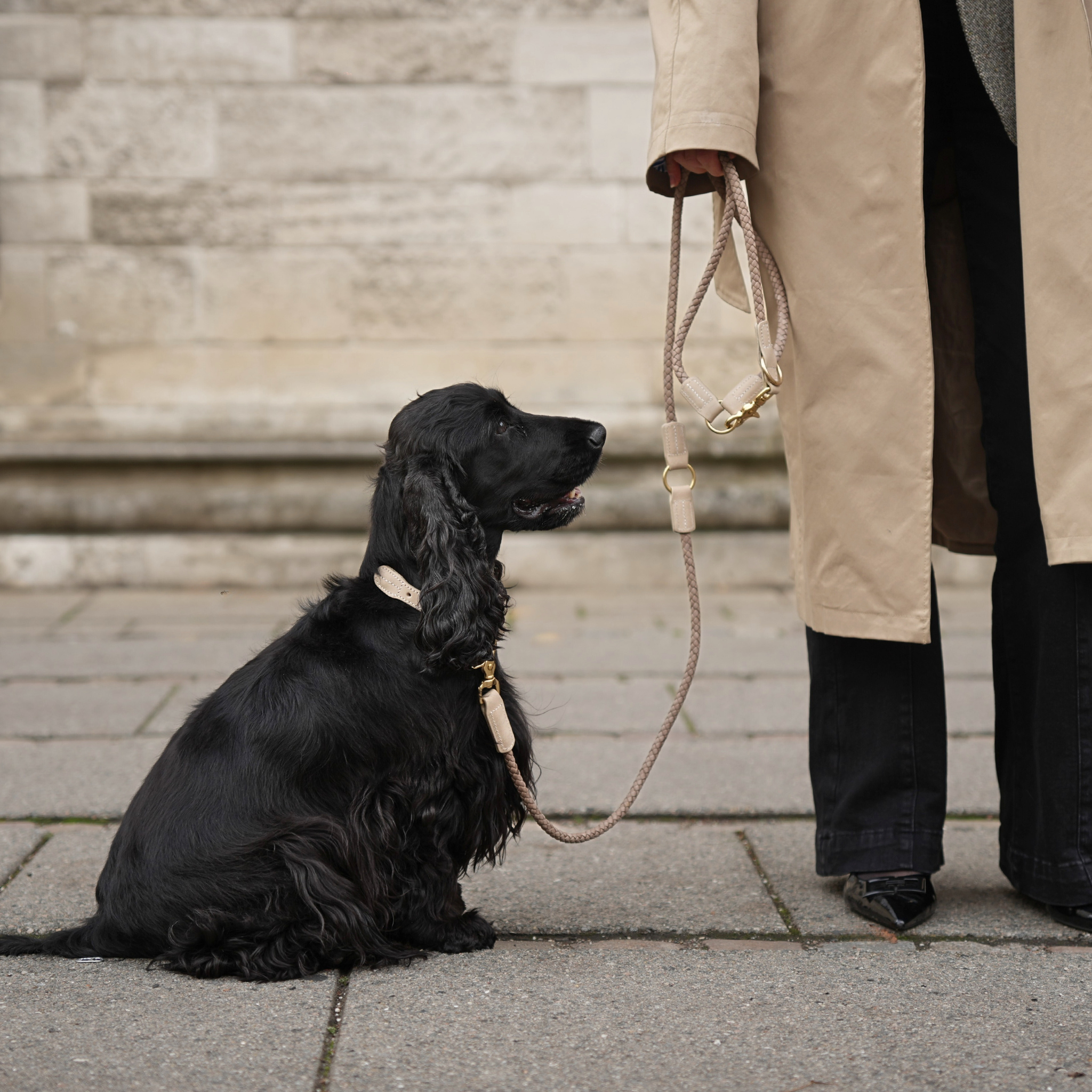 Staey - Wholesale Pet Collar - Dog - Kaia Braided Dog Collar | Taupe4