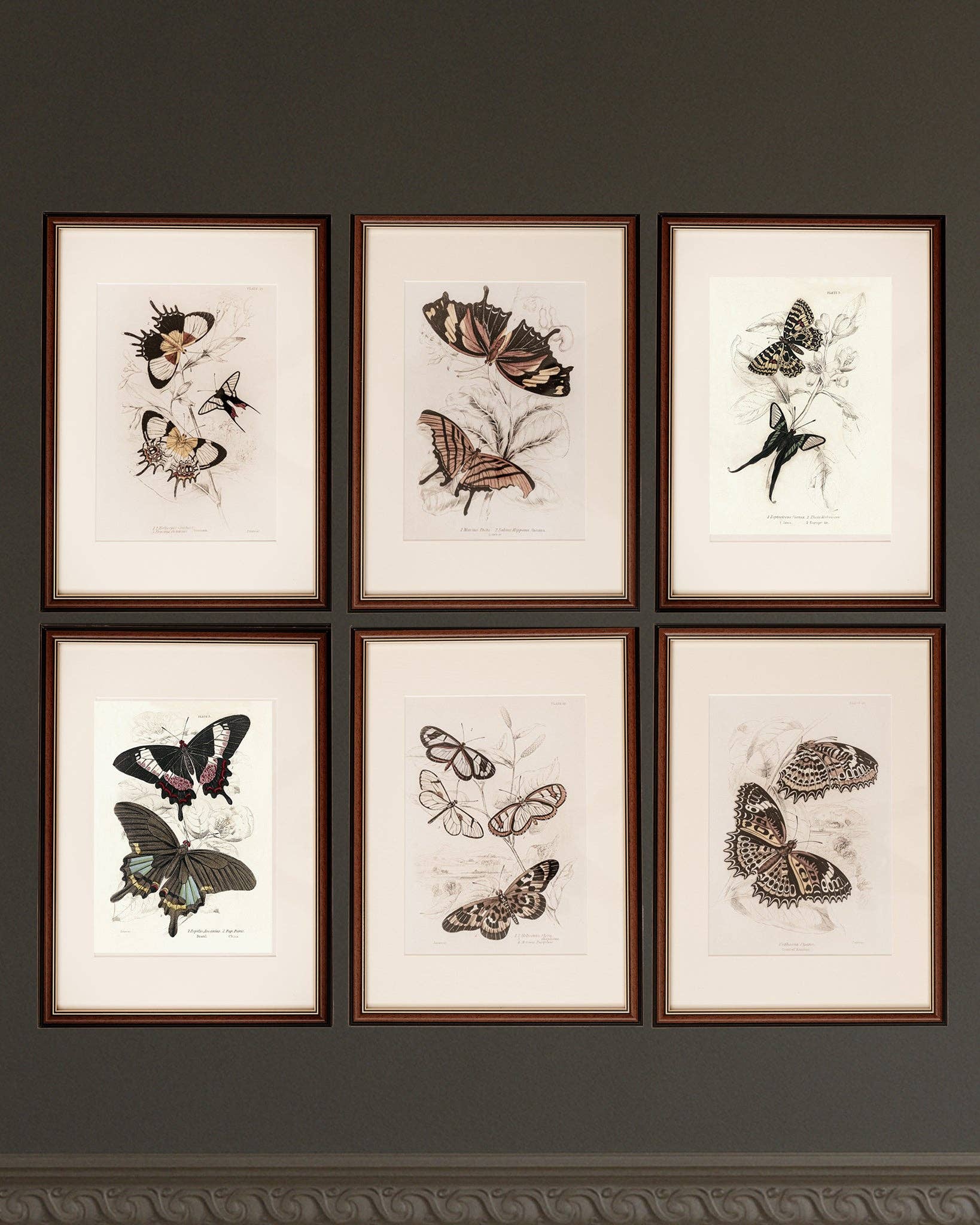 Coultura - Wholesale Gallery Wall Set - Framed Set of Six Vintage Butterfly Art Prints (Classic Teak Frame Collection)
