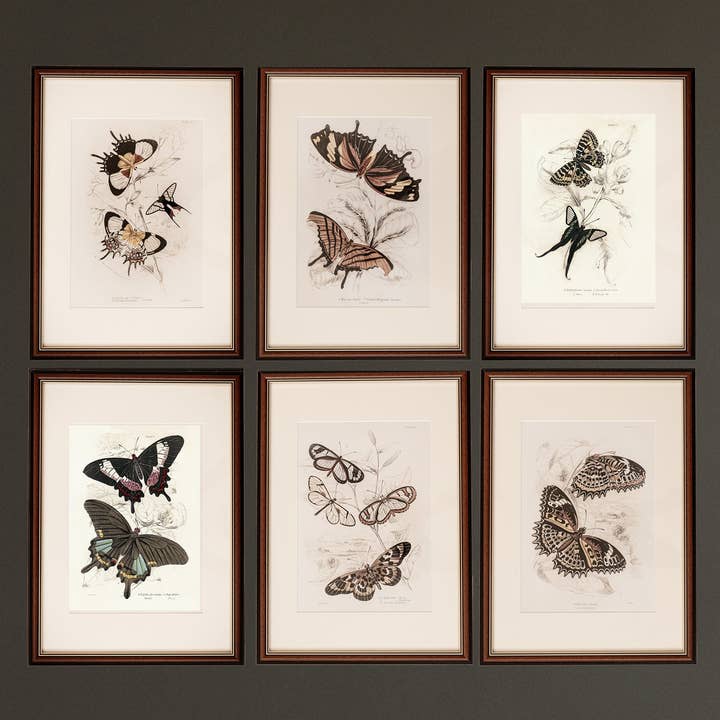 Coultura - Wholesale Gallery Wall Set - Framed Set of Six Vintage Butterfly Art Prints (Classic Teak Frame Collection)0