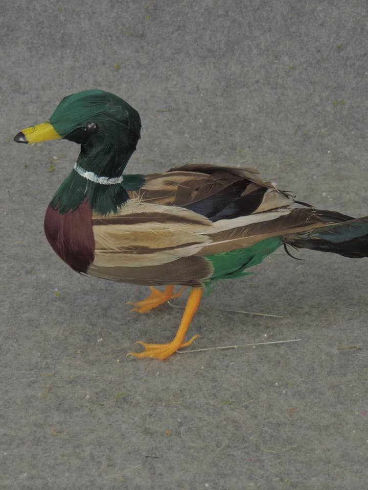 8.5" FEATHERED MALLARD DUCK - B303 for wholesale by General Wholesale Inc