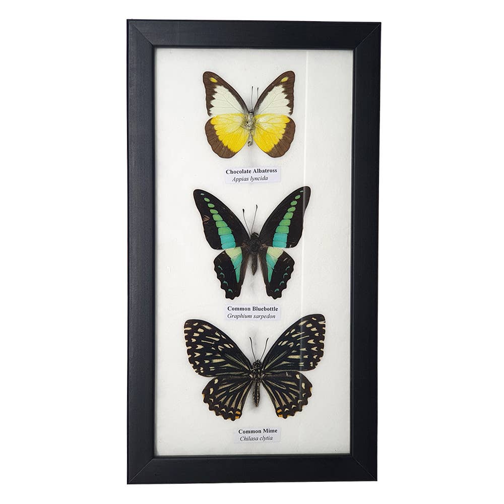 VIE – wholesale Wall Accent – Butterfly Mounted Under Glass, Assorted3