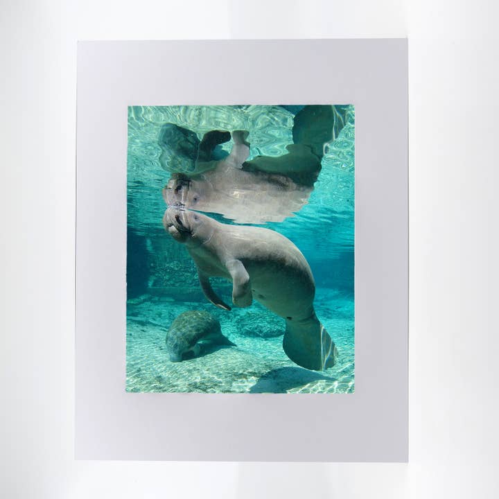 Artwork-Manatee 5 for wholesale by Mike Ring Photography