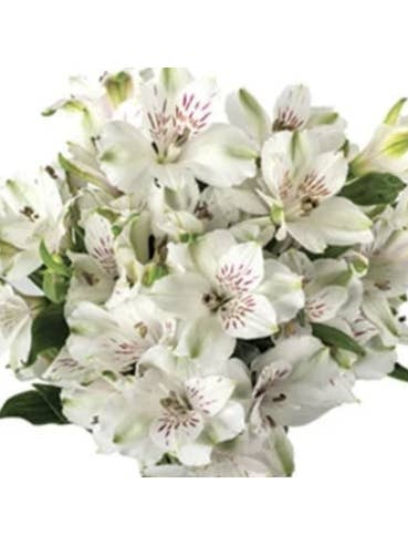 Valentines Day Assortment Alstromeria 120 stems for wholesale by Florasource