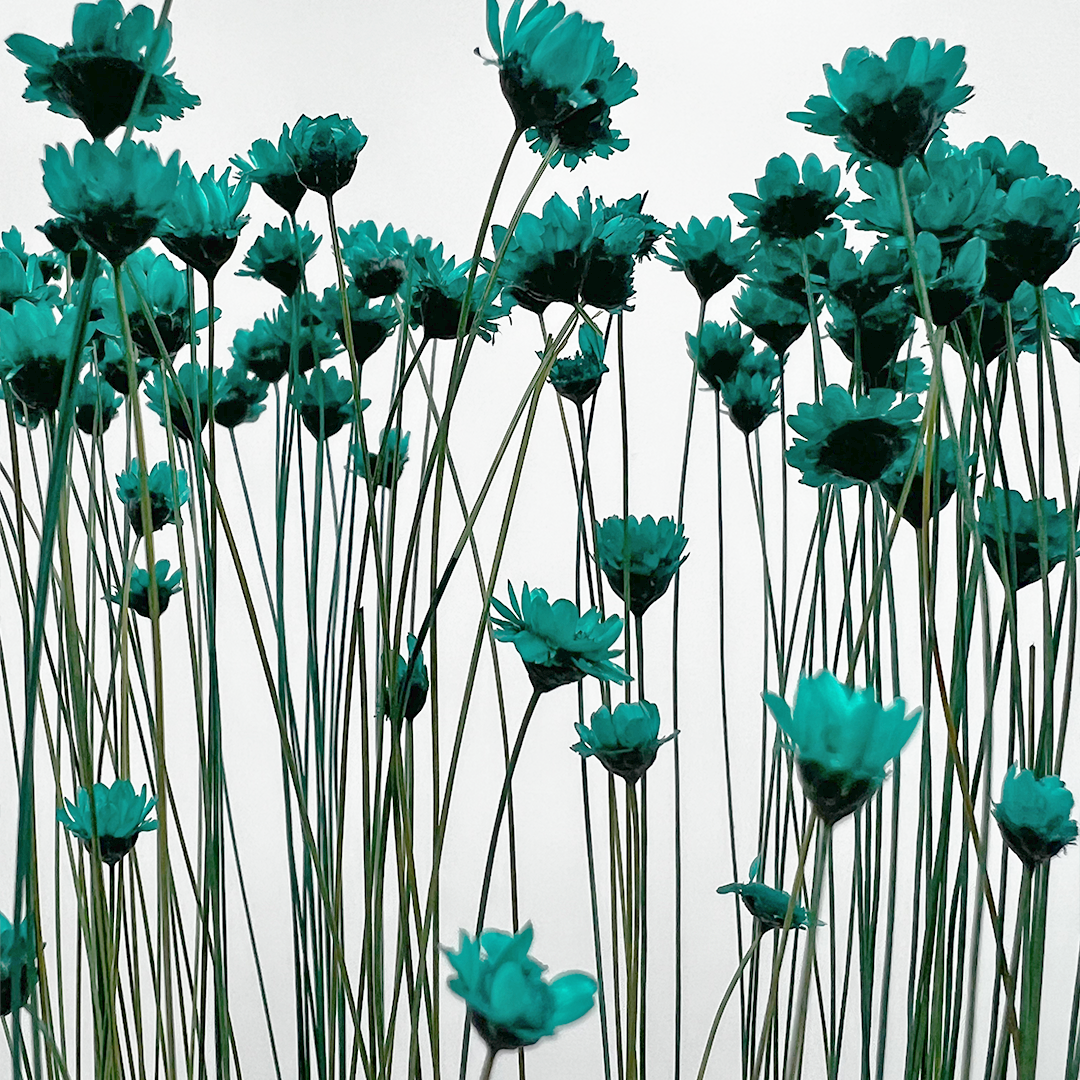 2626 Designs - Vendita all'ingrosso Fiori finti - Fiore Piccola Stella Preservato, 40-50 cm di lunghezza1