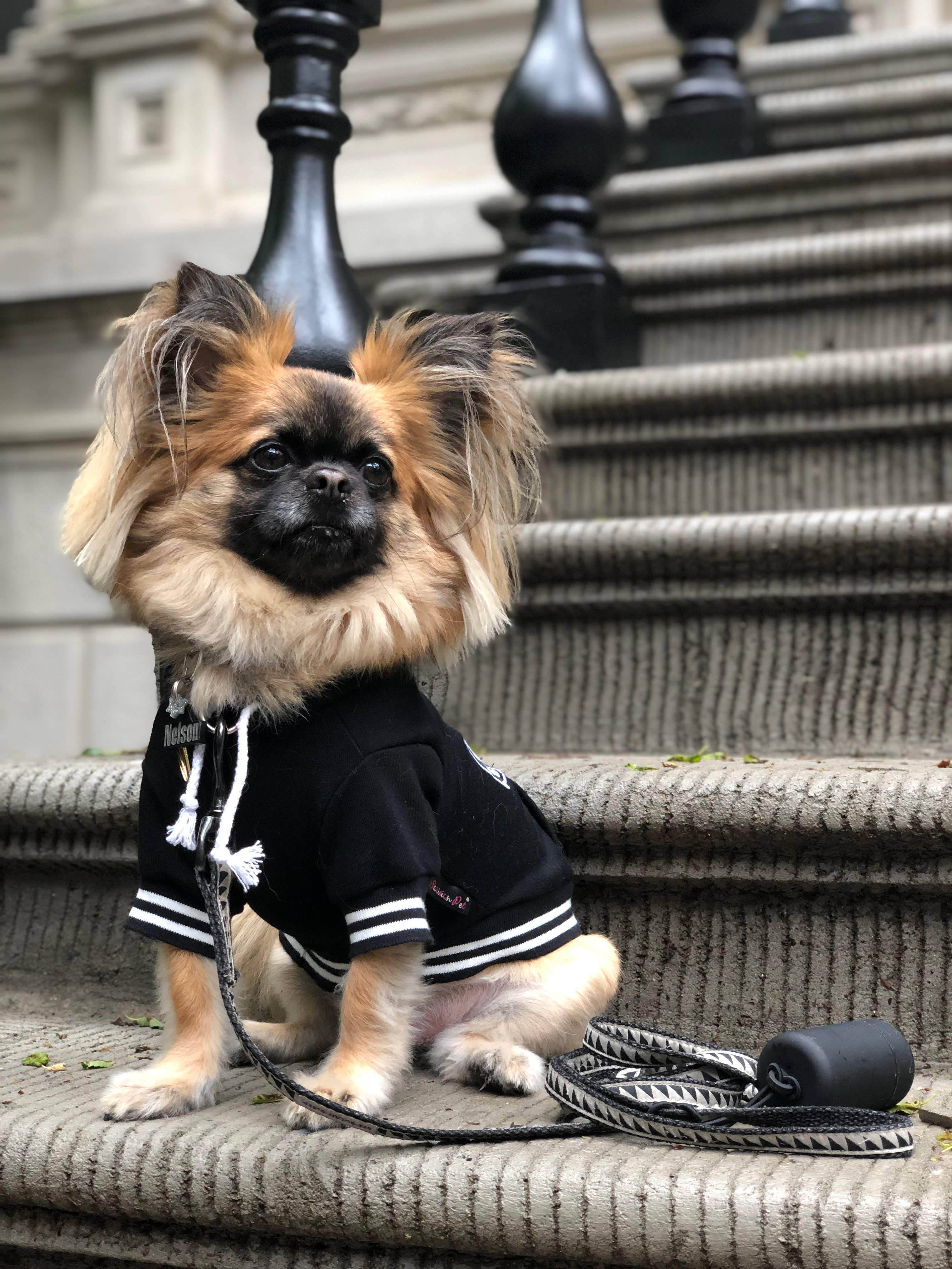 Parisian Pet® - Wholesale Pet Hoodie - Dog - Bestie Hoodie – Adorable & Warm Dog Hoodie for Pups2