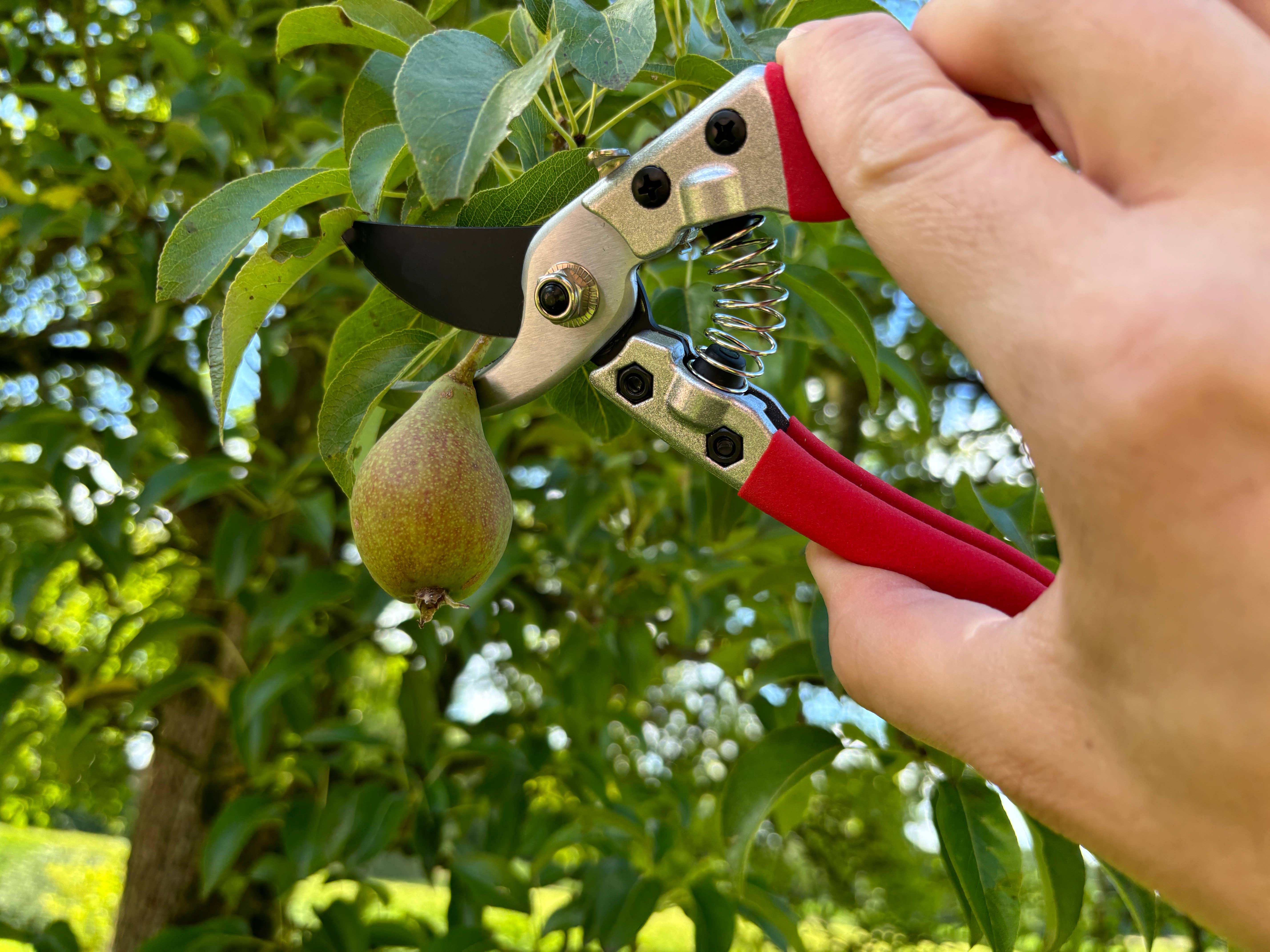 Gärtnertraum – wholesale Trädgårdsverktyg – Grensax - Sekatör6