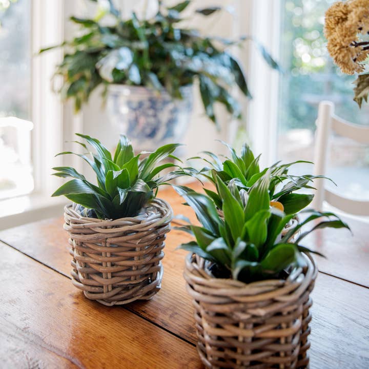 Rattan Flower Pot Basket with Plastic Inner for wholesale by Basketly