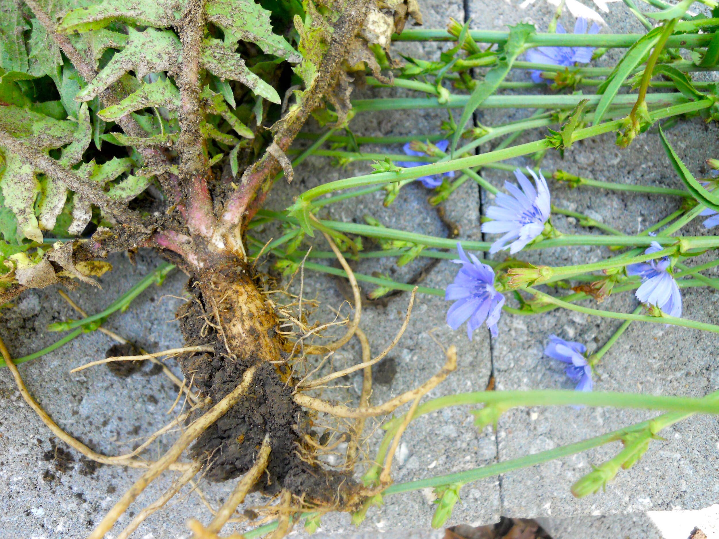 Du Jardin Beauty - Wholesale Facial Serum/Concentrate - Rose Gold Radiance Moisturizing Serum9