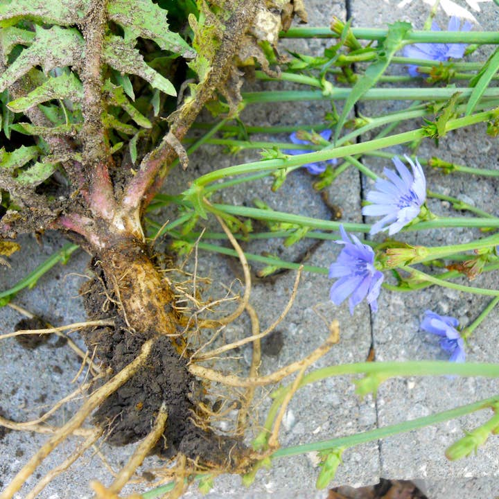 Du Jardin Beauty - Wholesale Facial Serum/Concentrate - Rose Gold Radiance Moisturizing Serum9