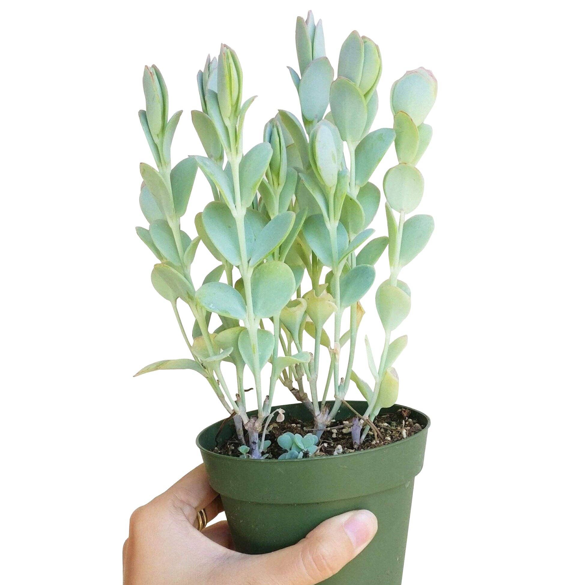 Best Plant Friend - Wholesale Succulent - Kalanchoe marnieriana - Marnier's Kalanchoe5