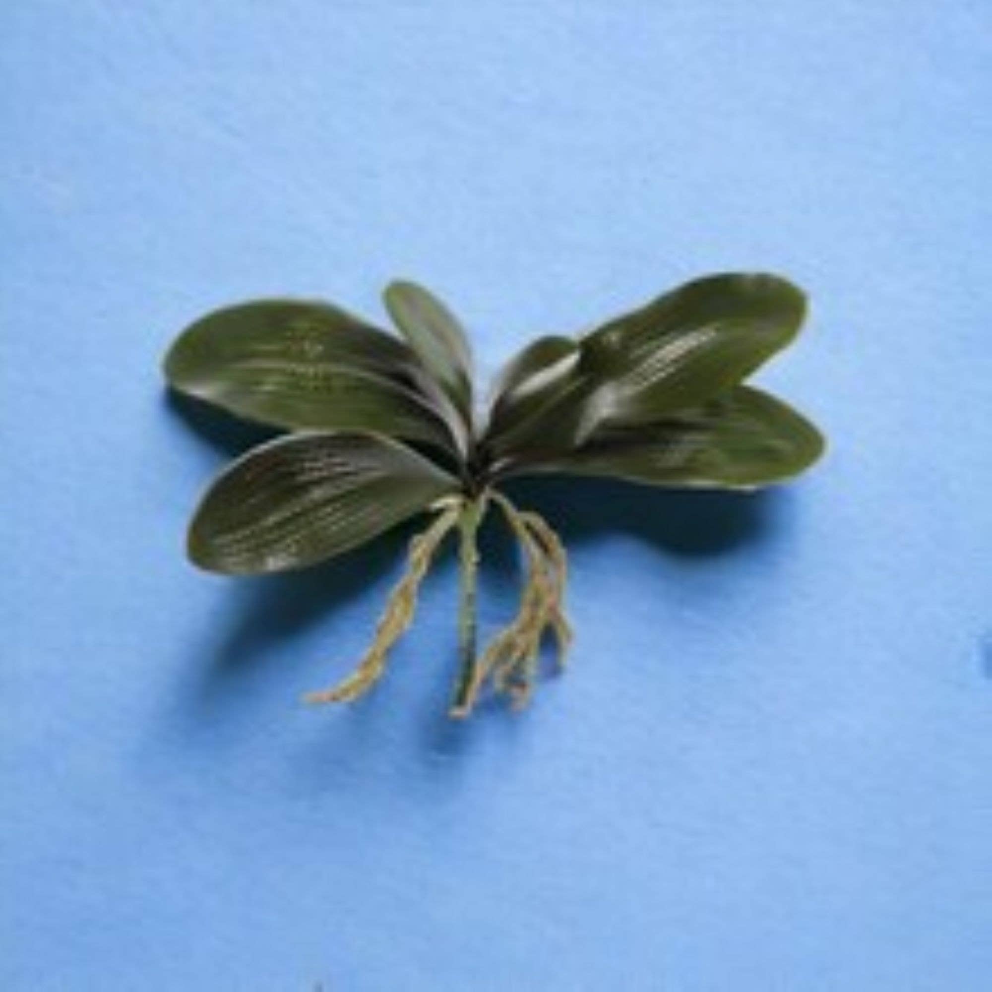 Larksilk - Wholesale Kunstplant - 16" Phalaenopsis-bladcluster met een breedte van 16"1