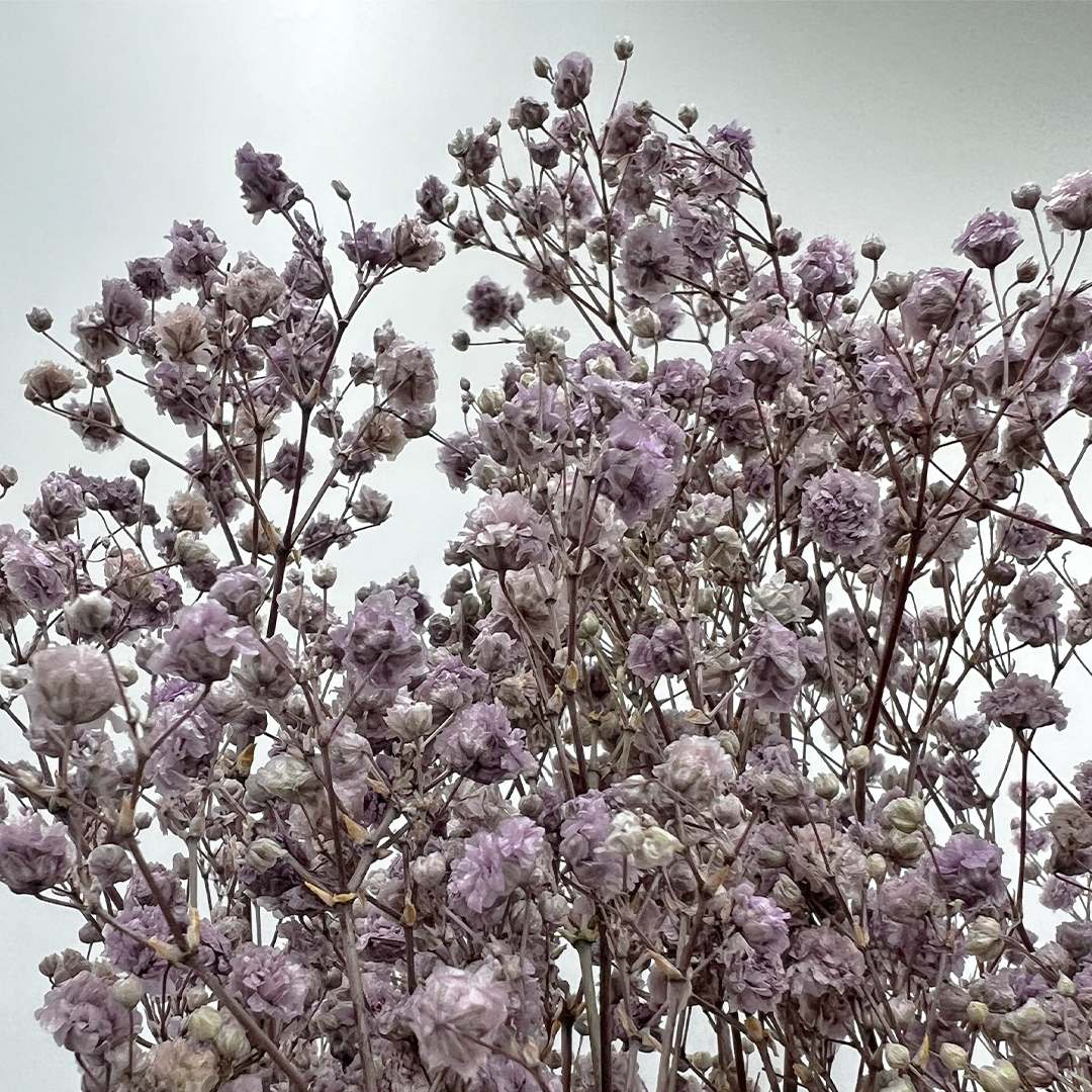 2626 Designs - Wholesale Dried/Pressed Flowers - Preserved Gypsophila, Baby's Breath,24" long28