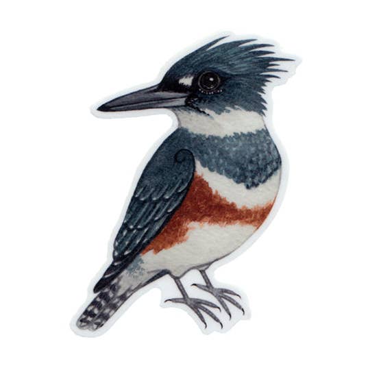 Kate Dolamore Art - Wholesale Sticker - Belted Kingfisher (Female) Vinyl Bird Sticker0
