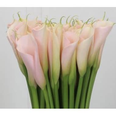 Florasource - Wholesale Fresh Cut Flowers - Calla Lily PEACH Premium 60 stems0