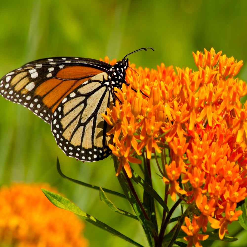 Potting Shed Creations, Ltd. - Wholesale Plant Seeds - Scatter Garden | Monarch Butterfly Milkweed | Pollinators7