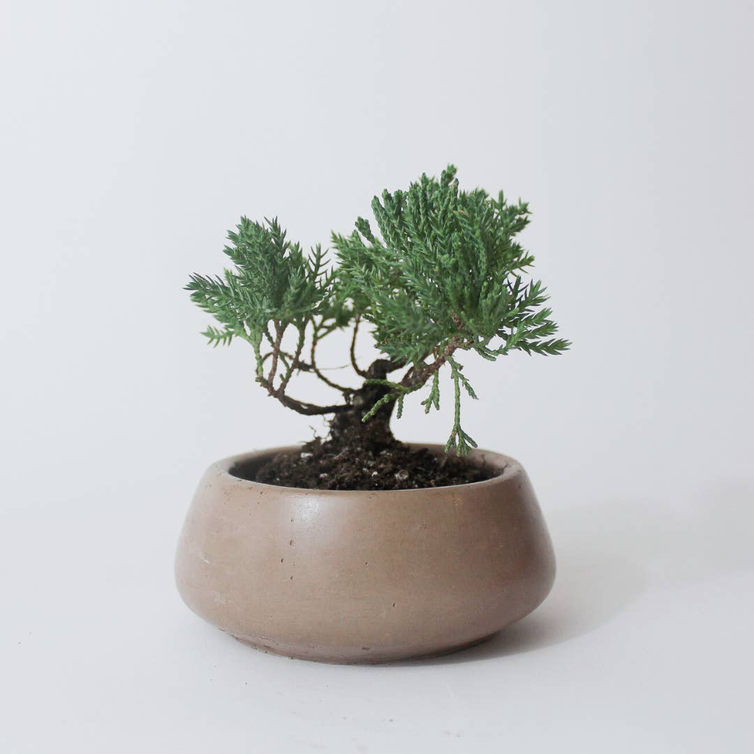 Mindful Cements - Wholesale Plant Pot - Small Bonsai Bowl