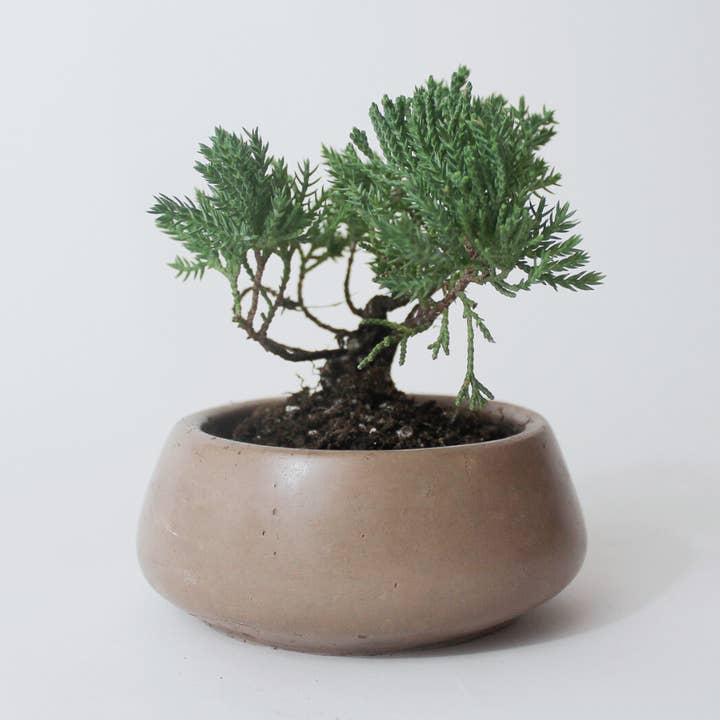 Small Bonsai Bowl for wholesale by Mindful Cements