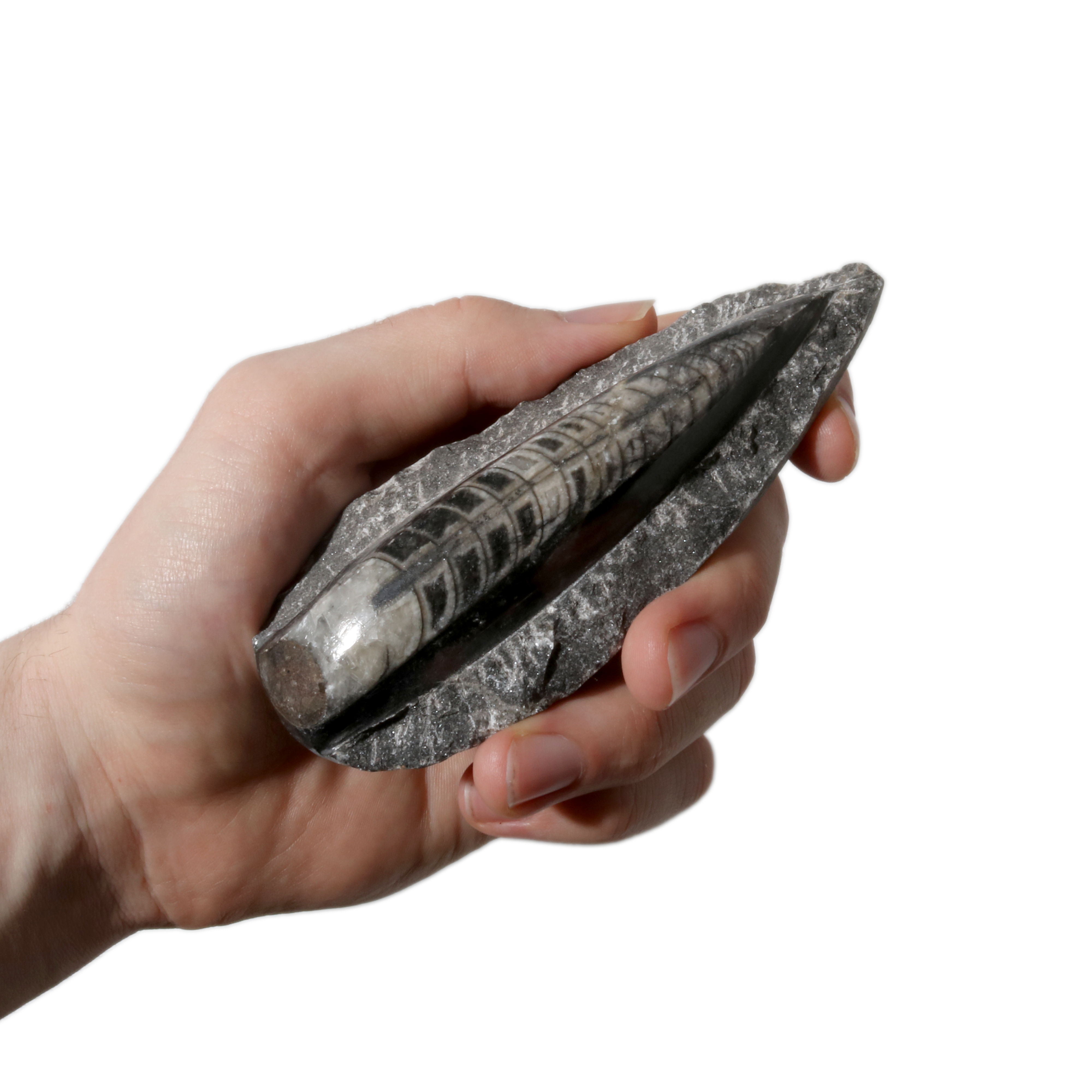 Stonebridge Imports - Wholesale Spiritual Stone/Crystal - Orthocera on Matrix Fossil - 2 3/4"0