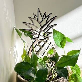 Il Traliccio per Ananas per Piante da Interno per la vendita all'ingrosso da parte di Floratrel