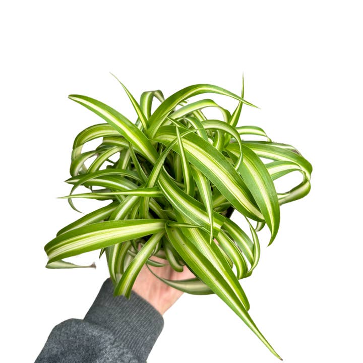 Flow State - Wholesale Live Plant - 4" Spider Plant (Chlorophytum comosum) Grower's Choice4