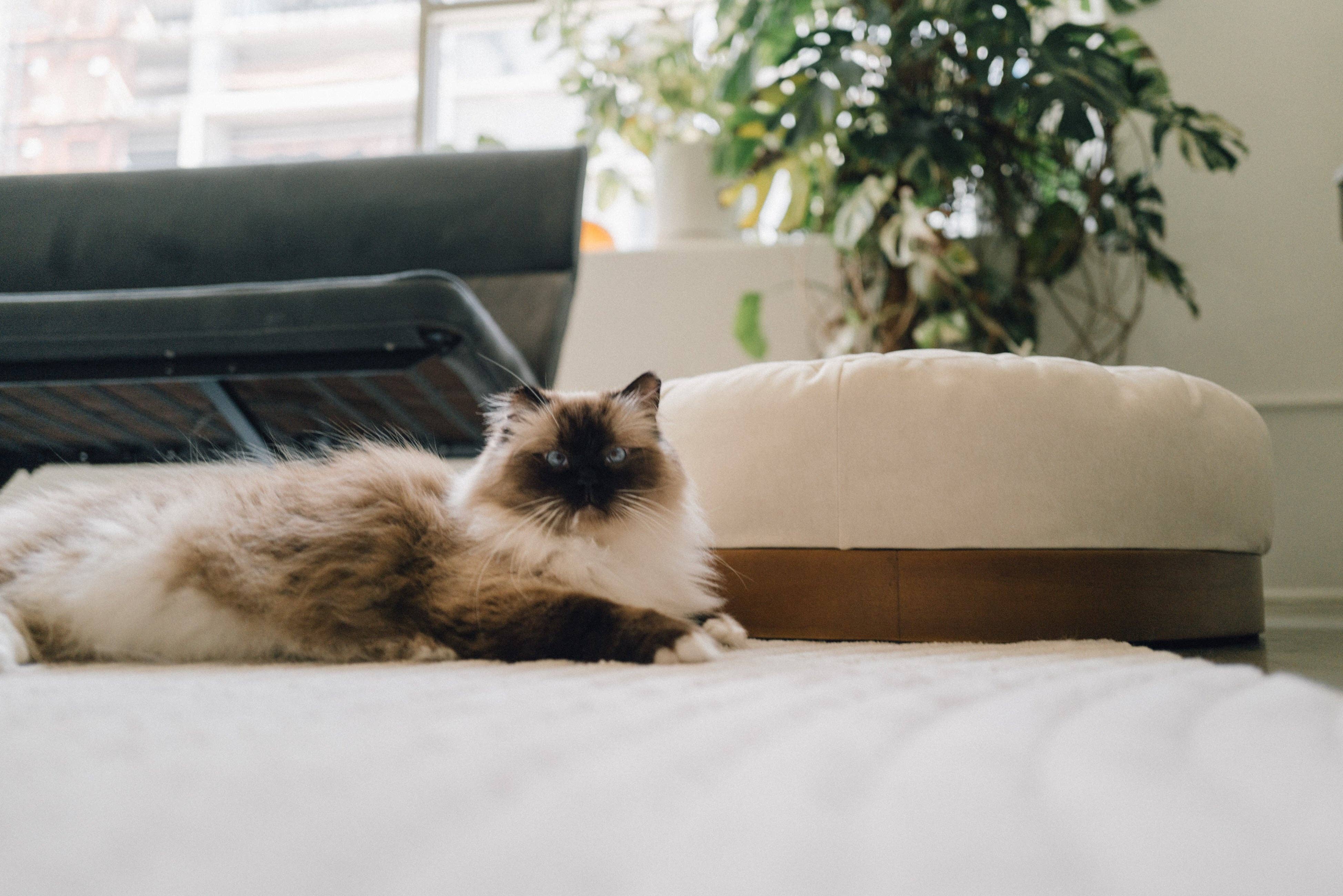 WHISKERHAUS LLC - Vente Lit – chat et chien - WHISKERHAUS Lit de luxe moderne premium pour chats et chiens - OSLO3