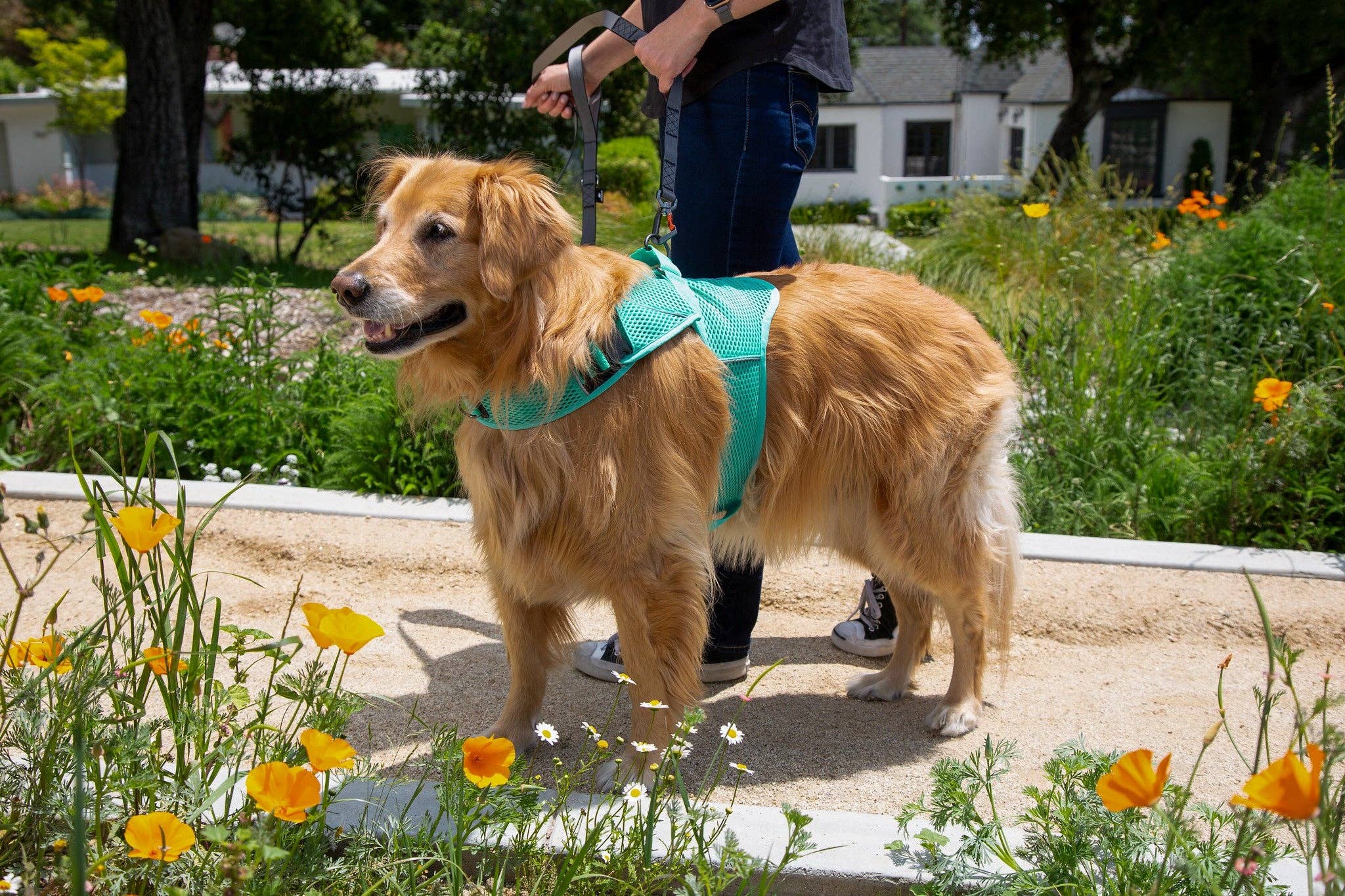 Sleepypod - Wholesale Pet Harness - Dog - Martingale Calming Harness for dogs12