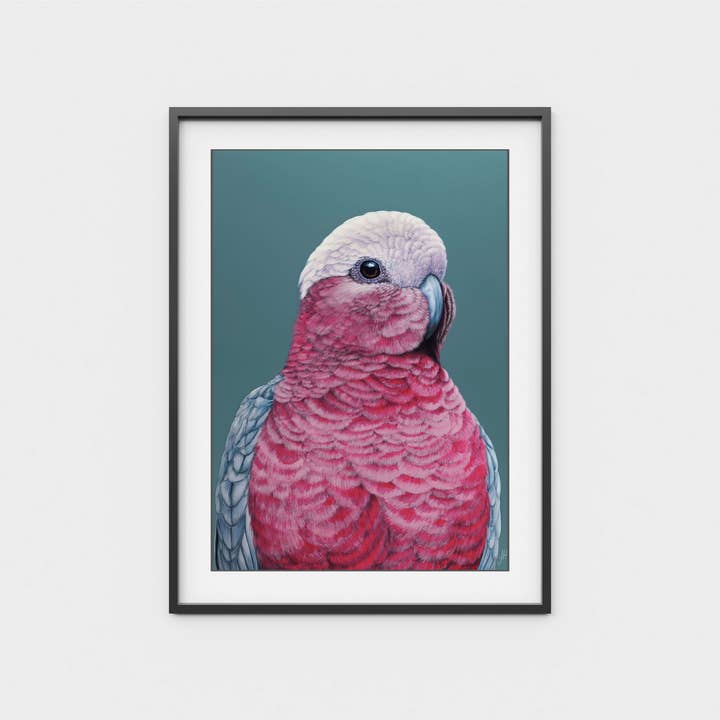 Pete the Galah A4 art print for wholesale by Jess Hutchison Art