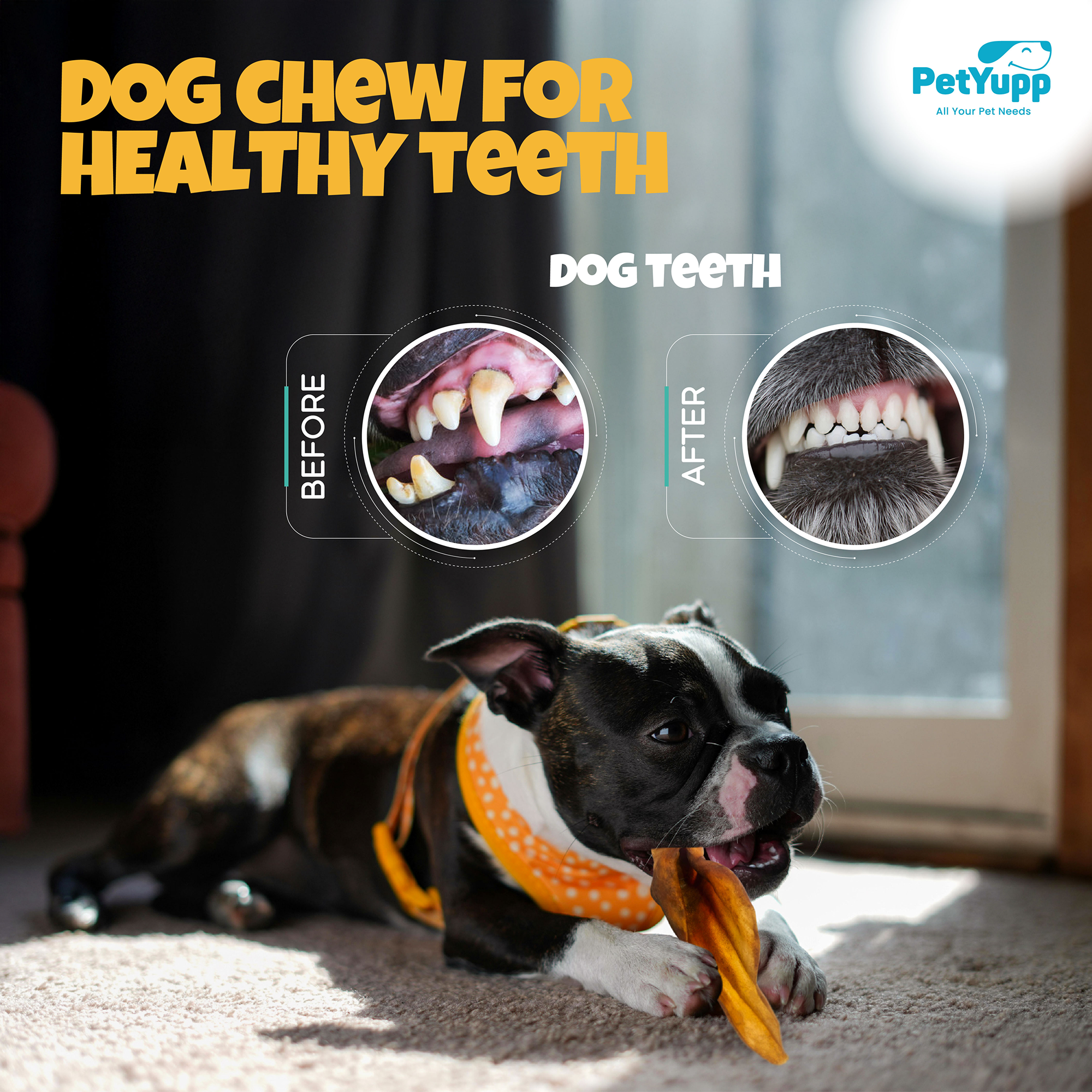 PetYupp - Wholesale Pet Treats - Dog - Dog Bulk Treats - Buffalo Ear with Meat - Pack of 40 pcs6