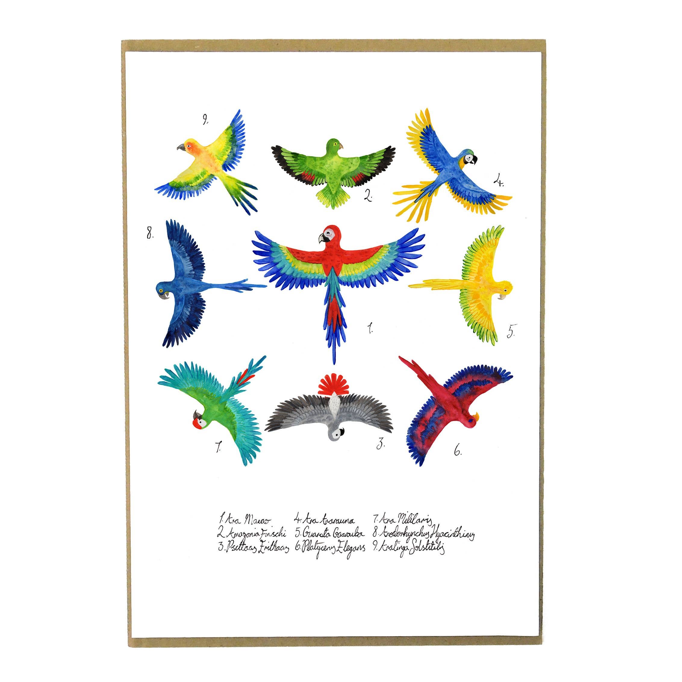 Bison Bindery – wholesale Art print – Psittacidae Parrot Art Print0
