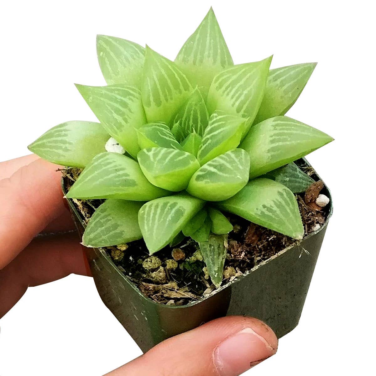 Best Plant Friend - Vente Succulentes - Haworthia cymbiformis Succulentes de fenêtre - Pot de 2/4 pouces0