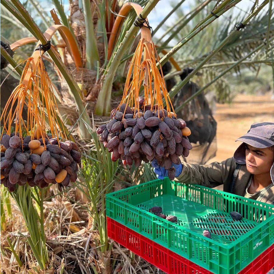 dadelskopen.nl - Wholesale Dried/Dehydrated Fruit - Classic Medjoul Dates from Palestine2