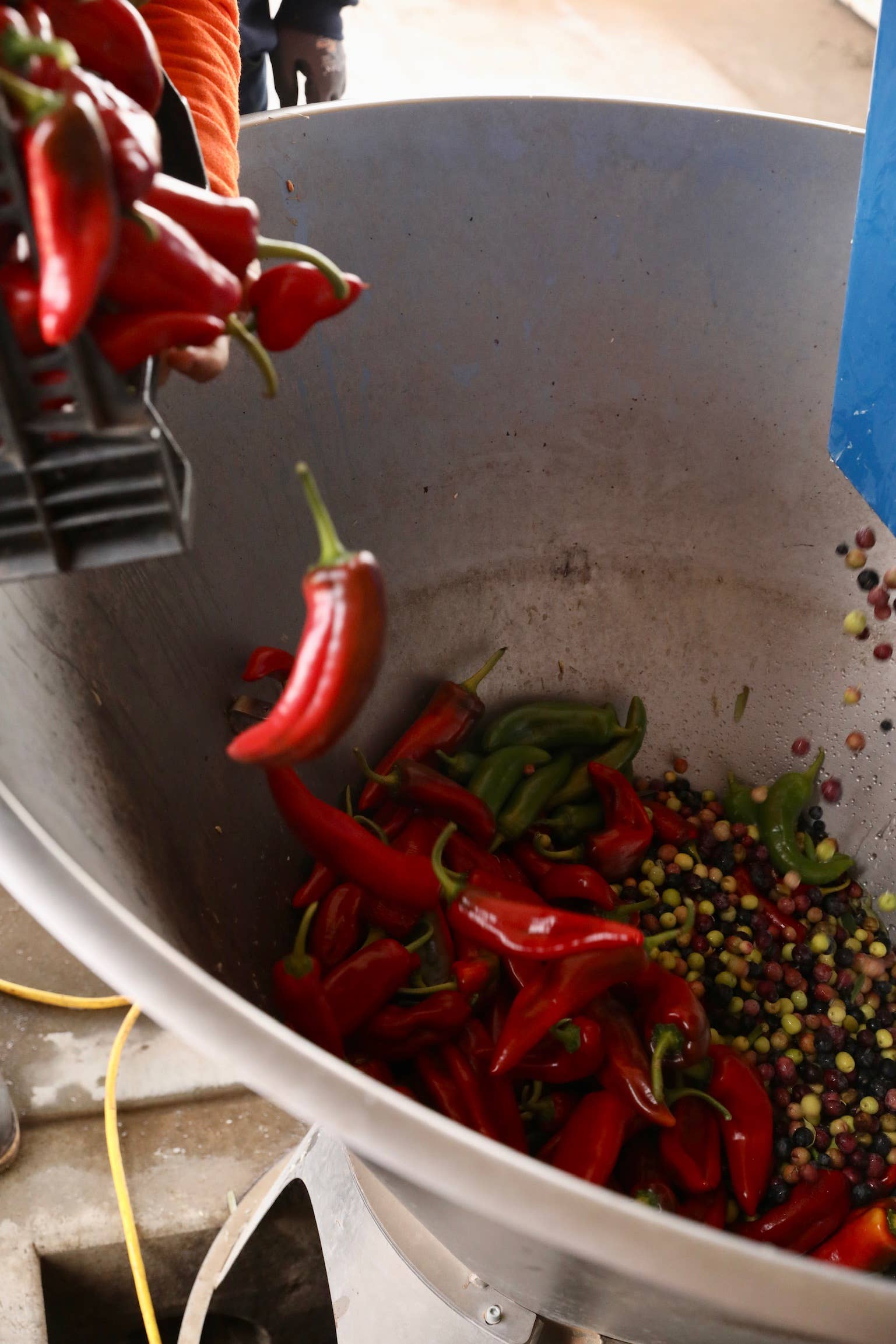 Like Family - Wholesale Olive Oil - Cí Cí Chili Oil - Good Food Award Winner!5