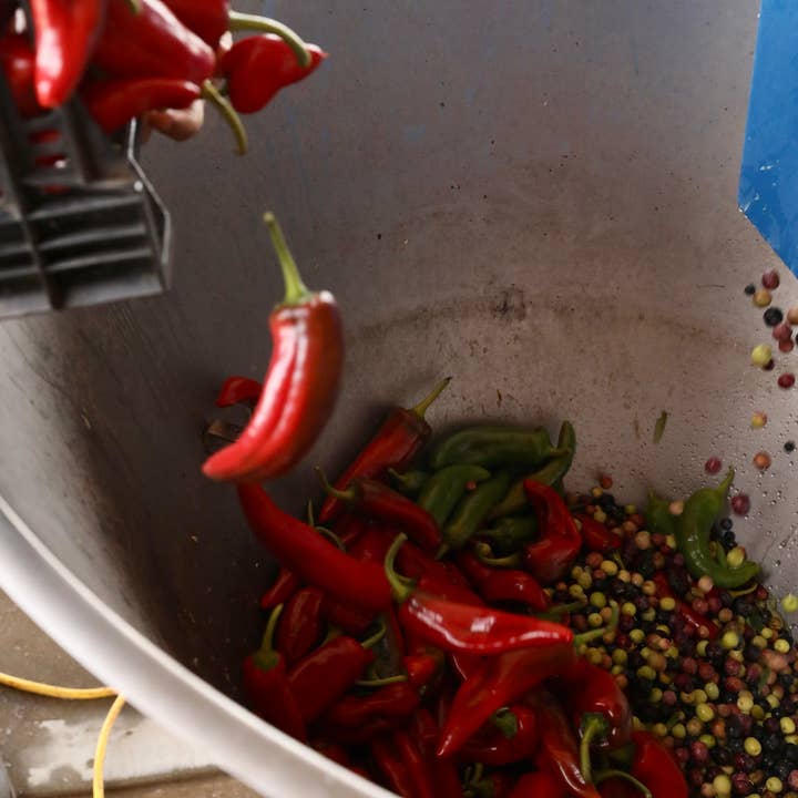 Like Family - Wholesale Olive Oil - Cí Cí Chili Oil - Good Food Award Winner!5