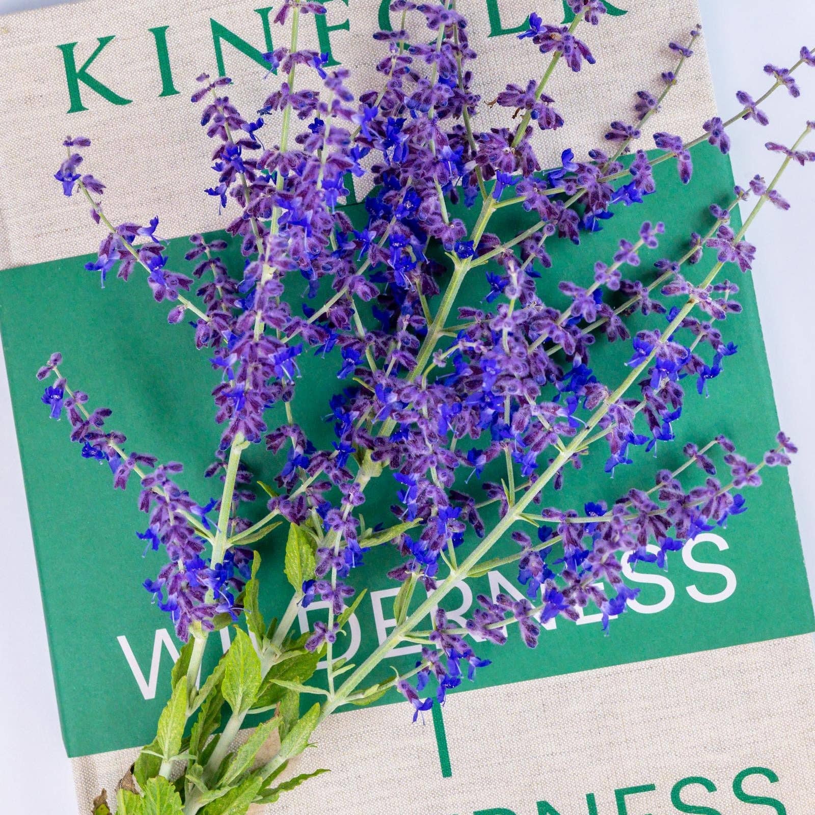 OLOR – wholesale Jar/filled candle – English Garden Lavender Jar Candle1