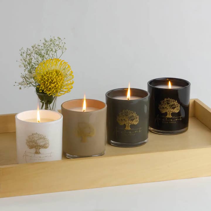 Ancient Olive Trees - Wholesale Jar/Filled Candle - Luxury Scented Candles Variety Pack