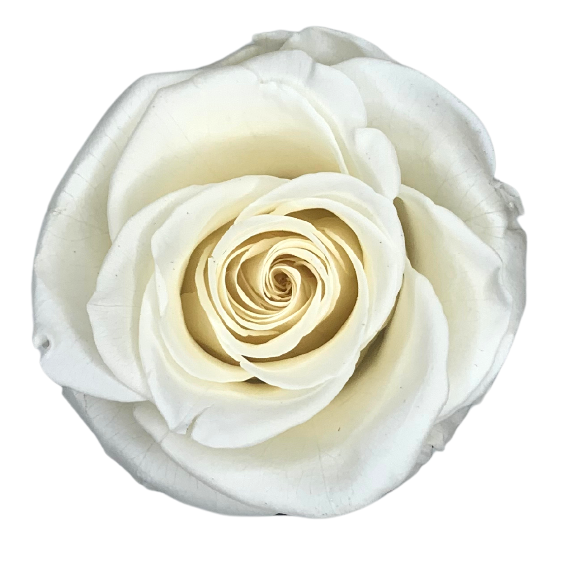 verona home and gift - Wholesale Dried/Pressed Flowers - Real Preserved Roses that Last Forever 29