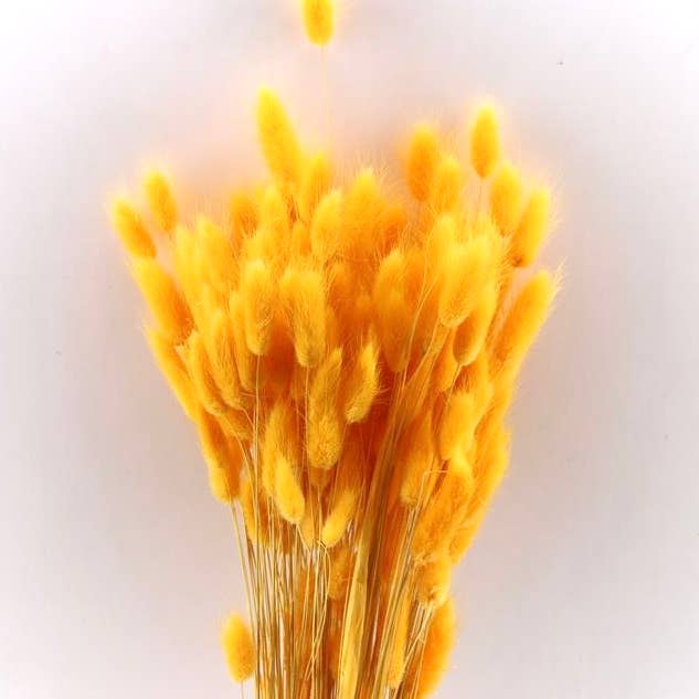 Dutch Flower Studio – wholesale Dried/pressed flowers – Dried flowers - Lagurus
