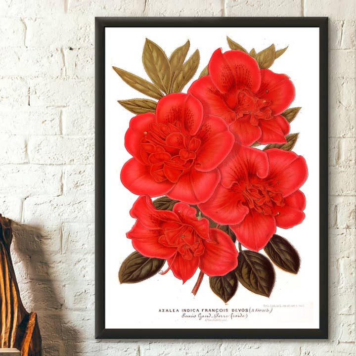 Decorazione artistica floreale con stampa botanica su rododendro vintage del 1957 per la vendita all'ingrosso da parte di Vintage Wall Graphics