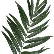 Studio Specialties - Wholesale Artificial Plant - PALM LEAF W/23 LVS 53" GREEN