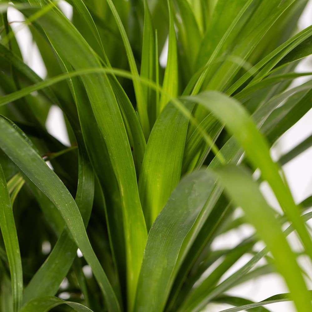 The Little Botanical – wholesale Live plant – British Grown Big Ponytail Palm (Beaucarnea)6