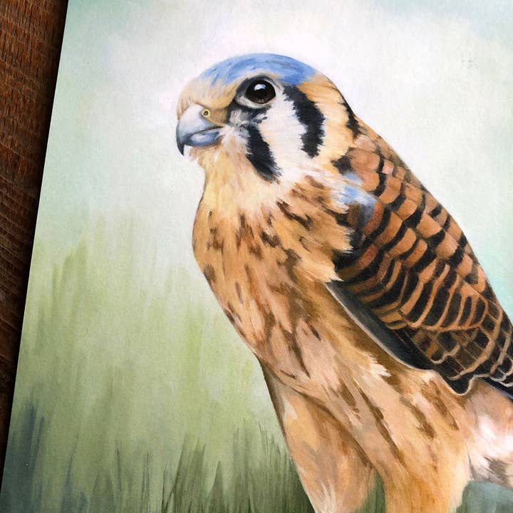 Amy Shawley Paquette - Wholesale Art Print - American Kestrel - Fine Art Print, 8x8 inches