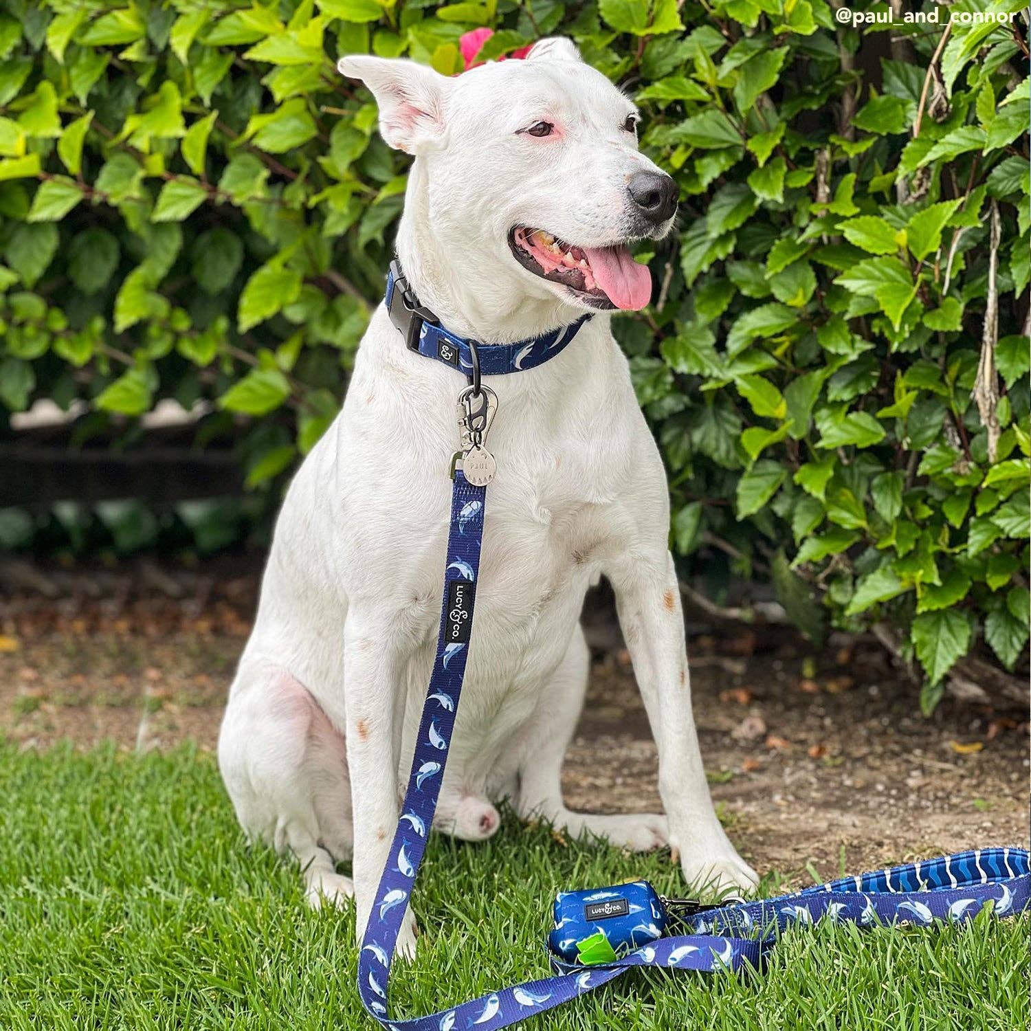 Lucy & Co. - Wholesale Pet Poop Bag Dispenser - Shark Attack Poop Bag Holder1